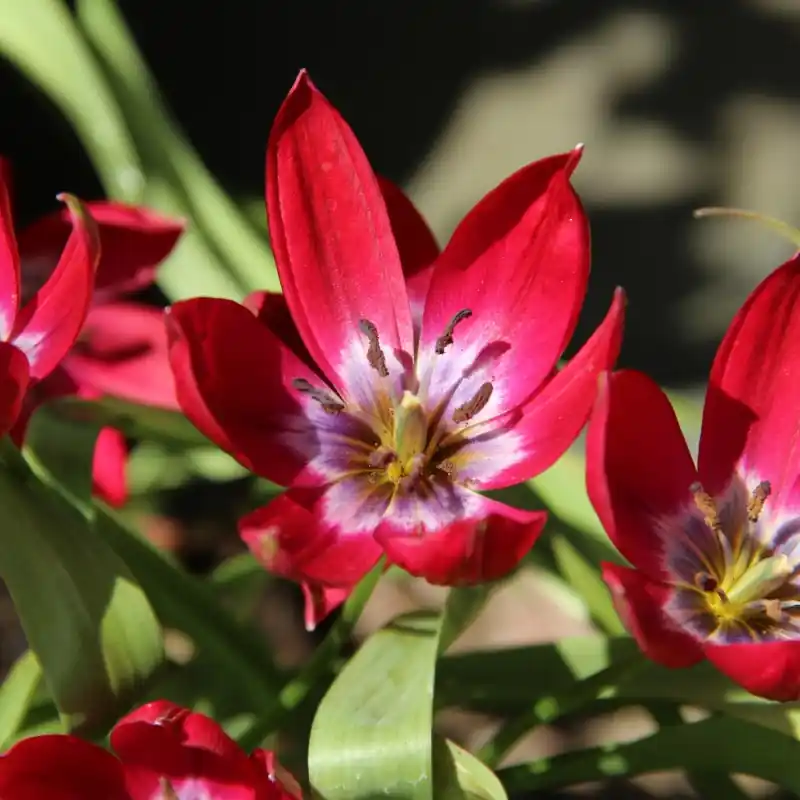Extra korting - Tulipa ‘Tiny Timo‘