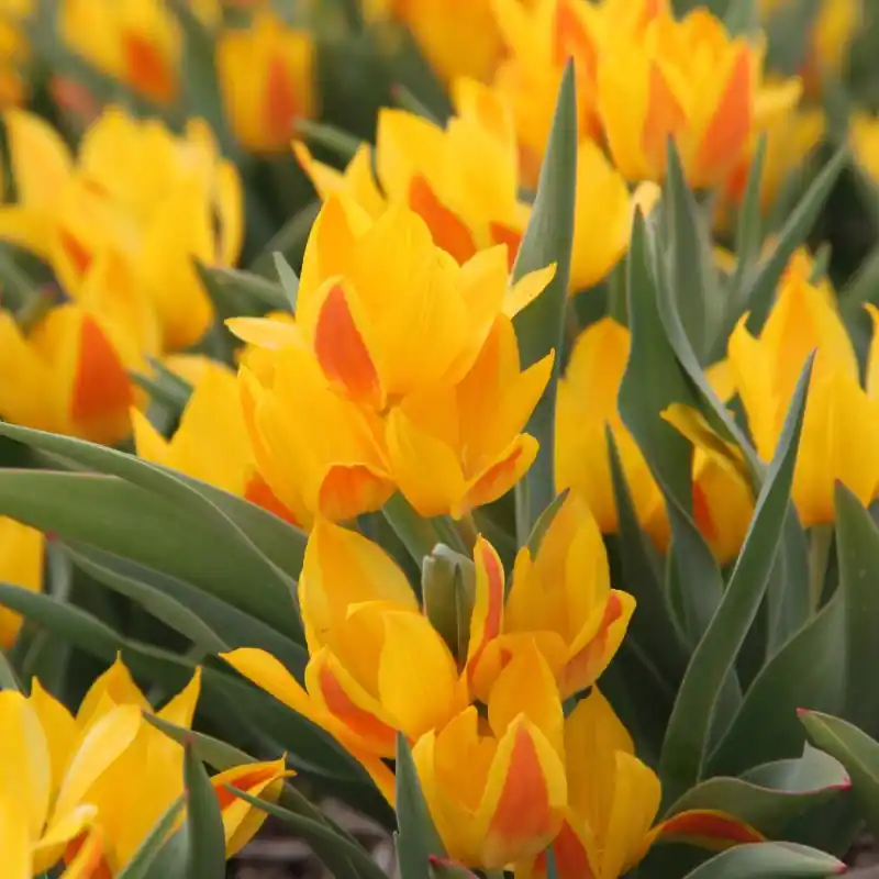 Korting - Tulipa heweri