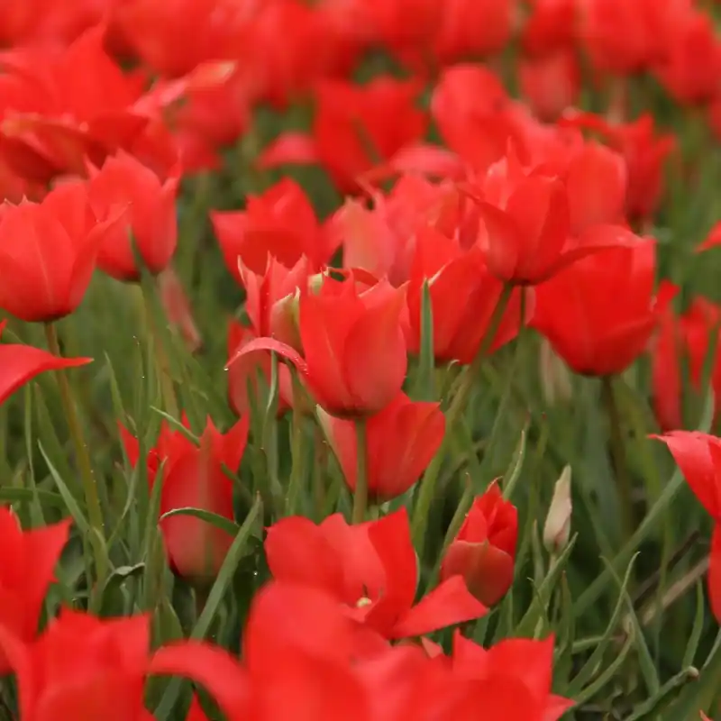 Tulipa linifolia - Veel gekozen