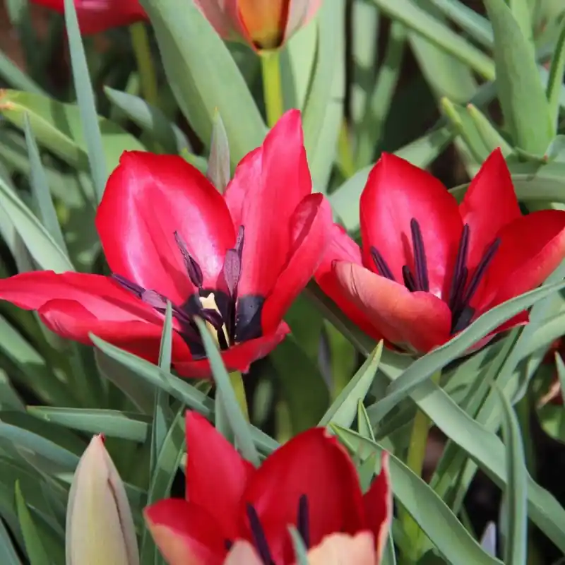 Pak je kans | Tulipa stapfii