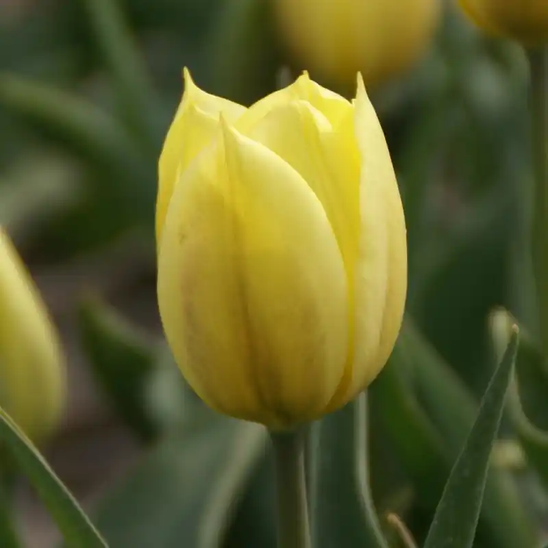 Professionele kwaliteit - Tulipa ‘Duc van Tol Primrose‘