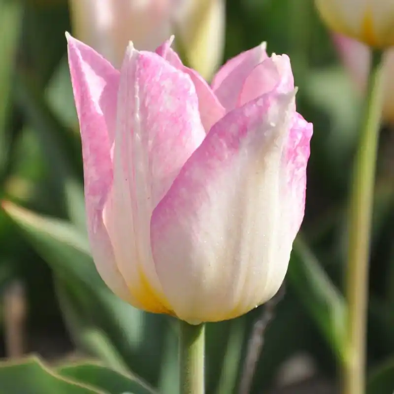 Koop vandaag - Tulipa ‘Duc van Tol Rose‘