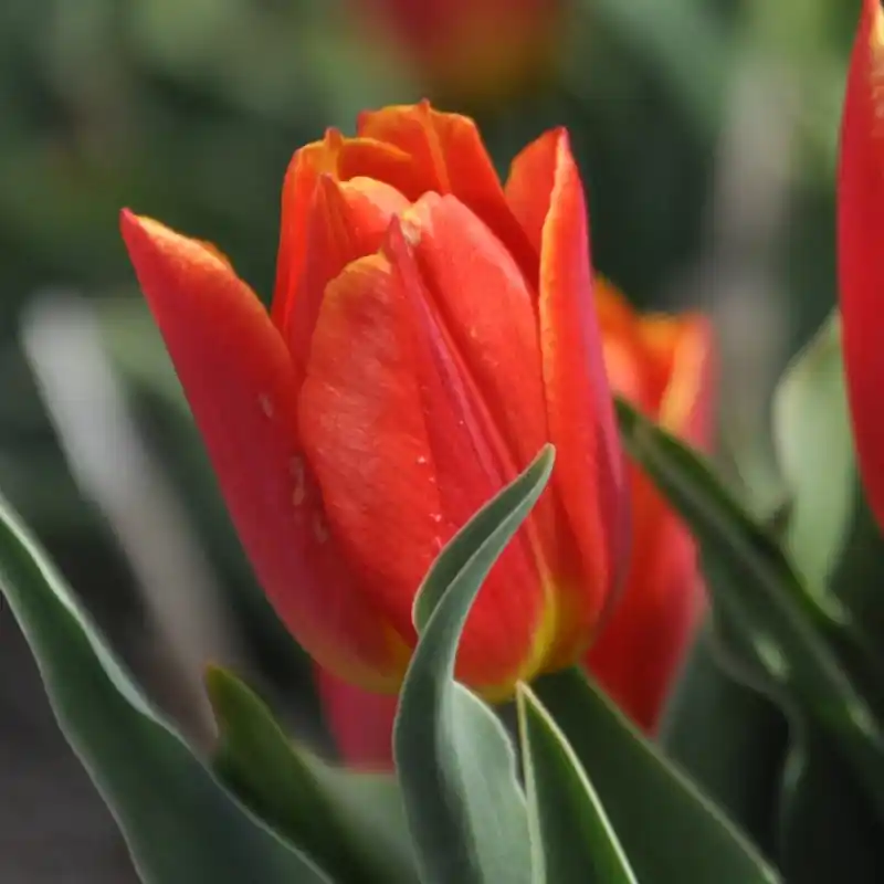 Tulipa ‘Duc van Tol Salmon‘ - Veilige betaling