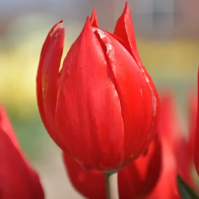 Nieuw gelanceerd | Tulipa ‘Duc van Tol Scarlet‘