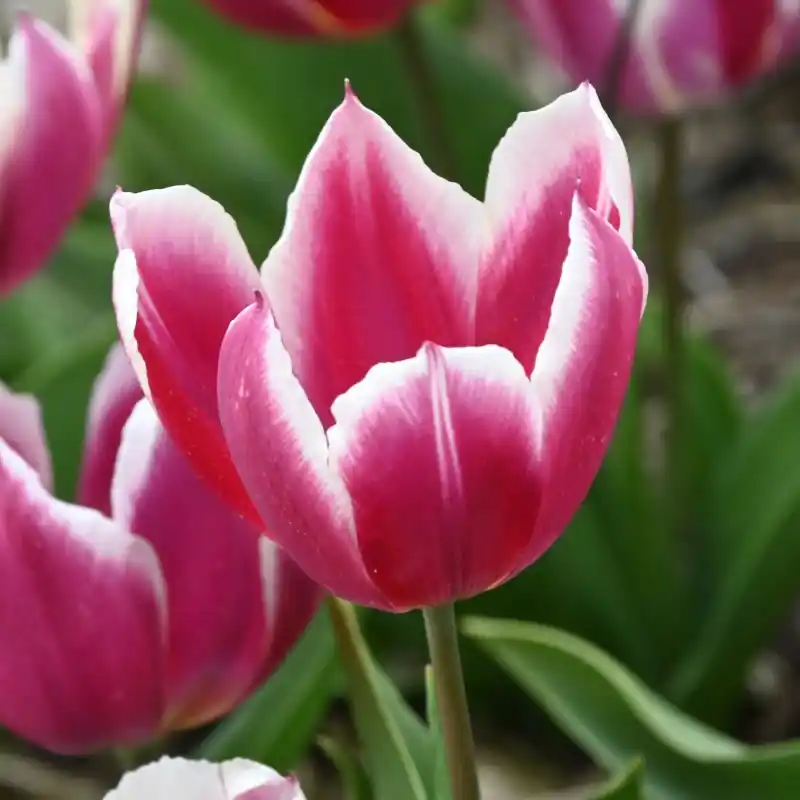 Bestelbaar | Tulipa ‘Duc van Tol Violet‘