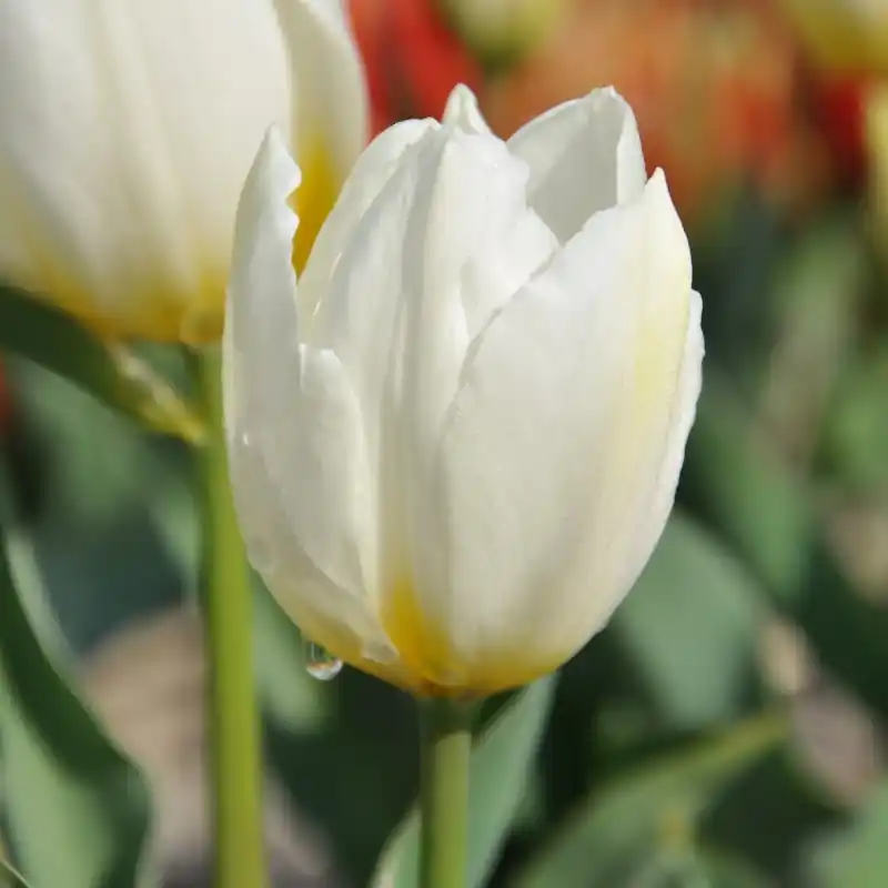 Premium - Tulipa ‘Duc van Tol White‘
