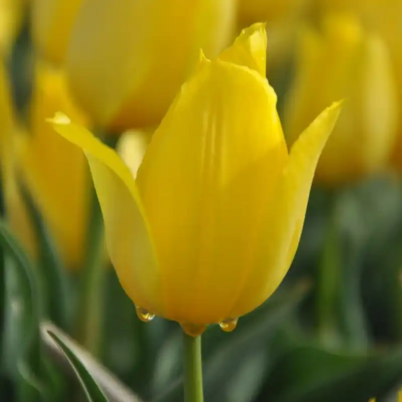 Tulipa ‘Duc van Tol Yellow‘ | Professionele kwaliteit