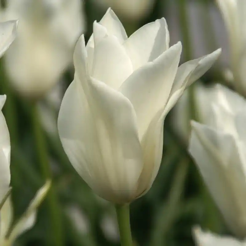 Nu beschikbaar | Tulipa ‘Alba Regalis‘