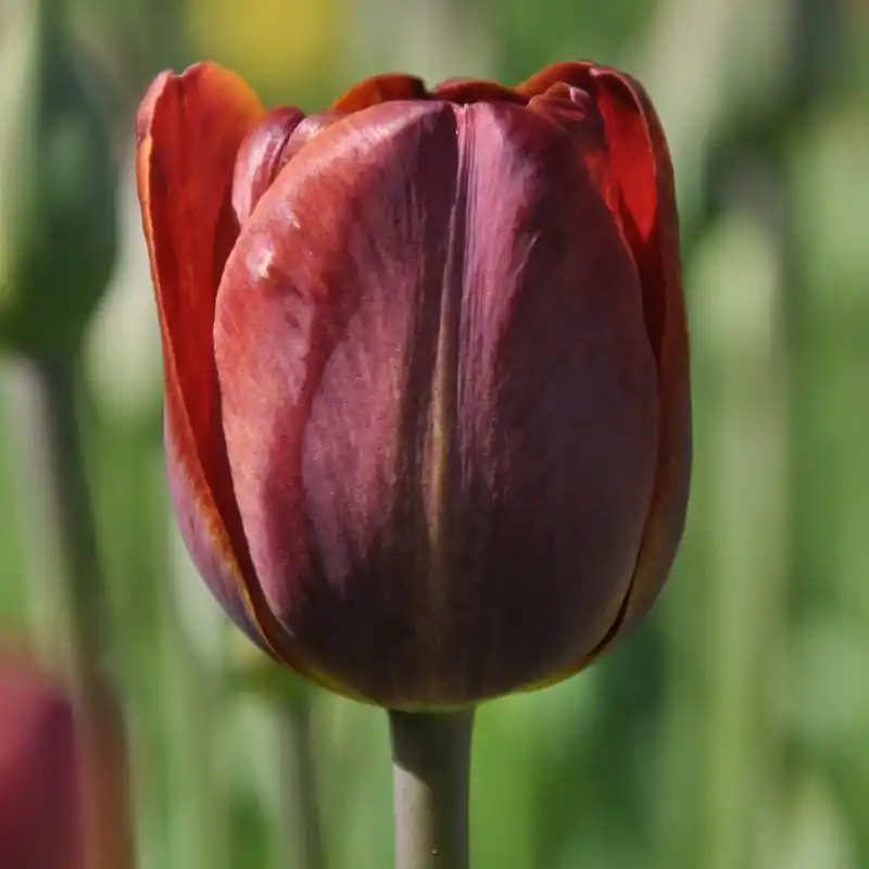 Speciale deal - Tulipa ‘James Wild‘