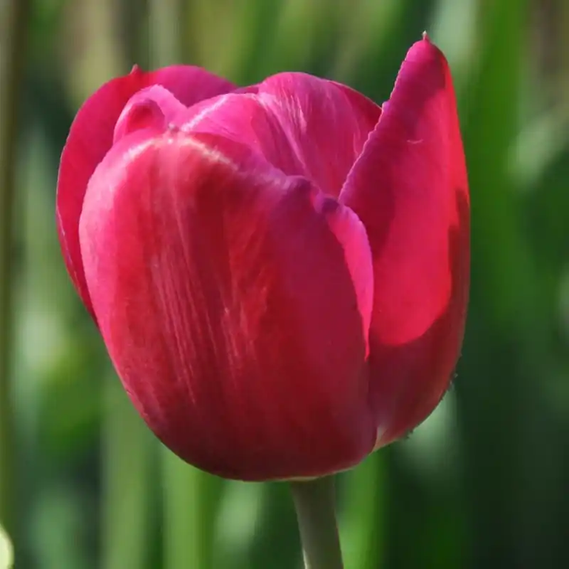 Tulipa ‘Juliet‘ | Veilig winkelen