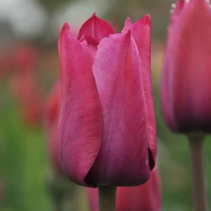 Tulipa ‘Professor Schotel‘ - Bespaar meer
