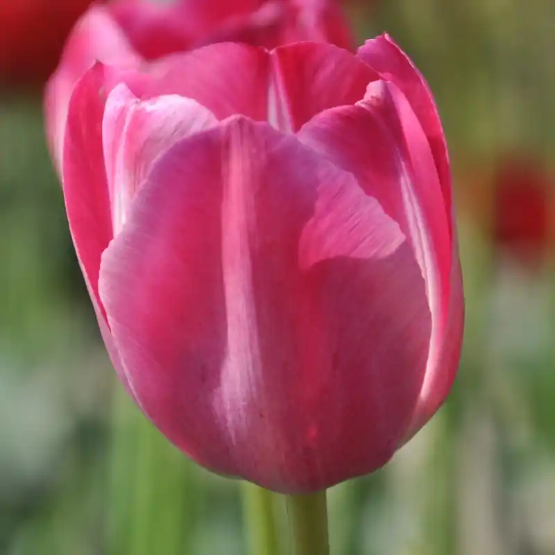 Tulipa ‘Roses des Dames‘ | Online bestellen