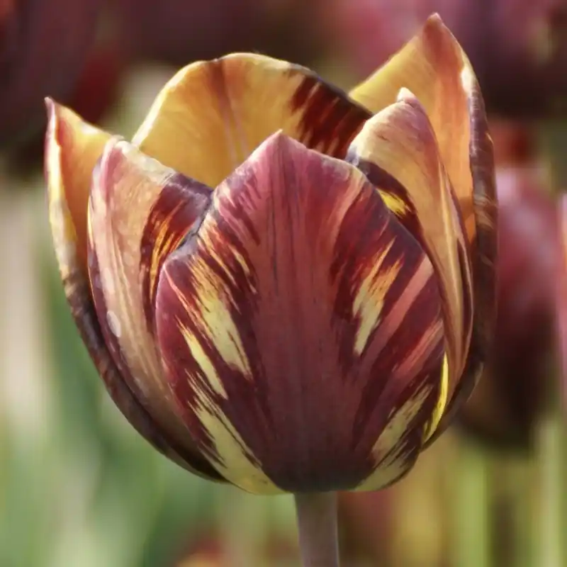 Direct bestellen - Tulipa ‘Absalon‘