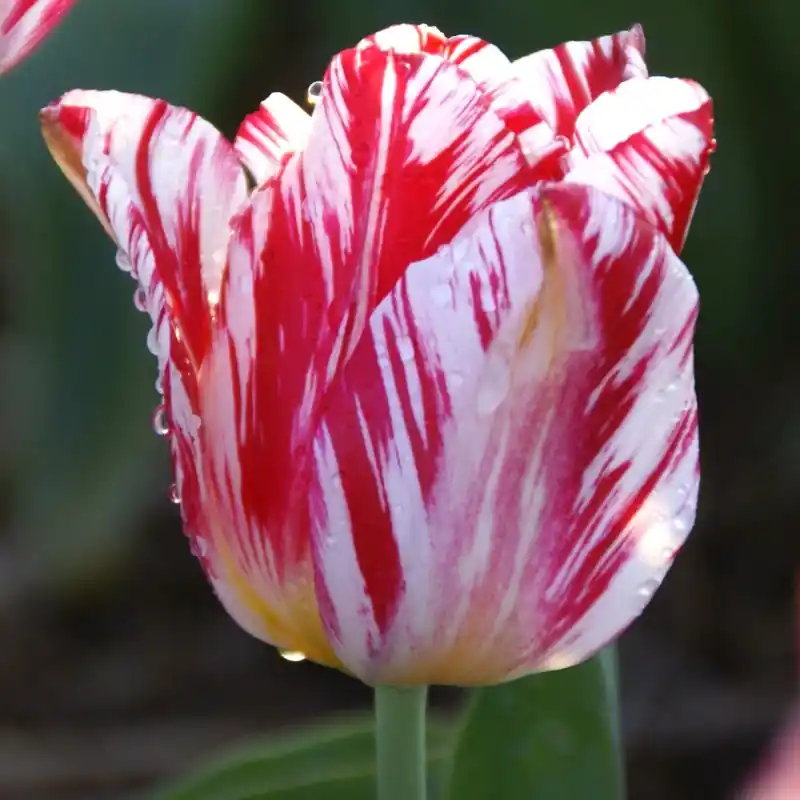 Tulipa ‘Silver Standard‘ | Net gelanceerd