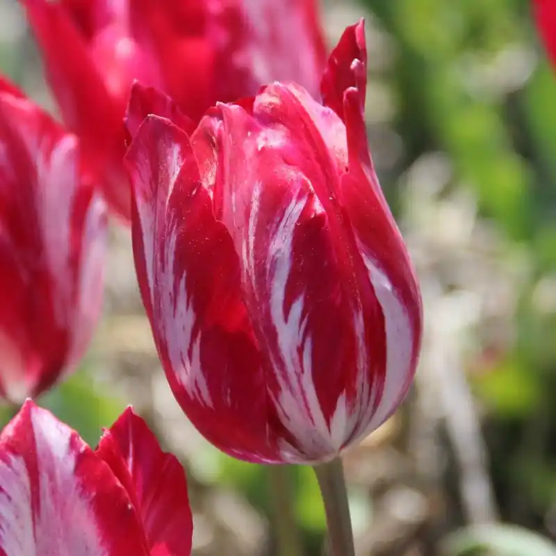 Extra voordeel - Tulipa ‘Bridesmaid‘