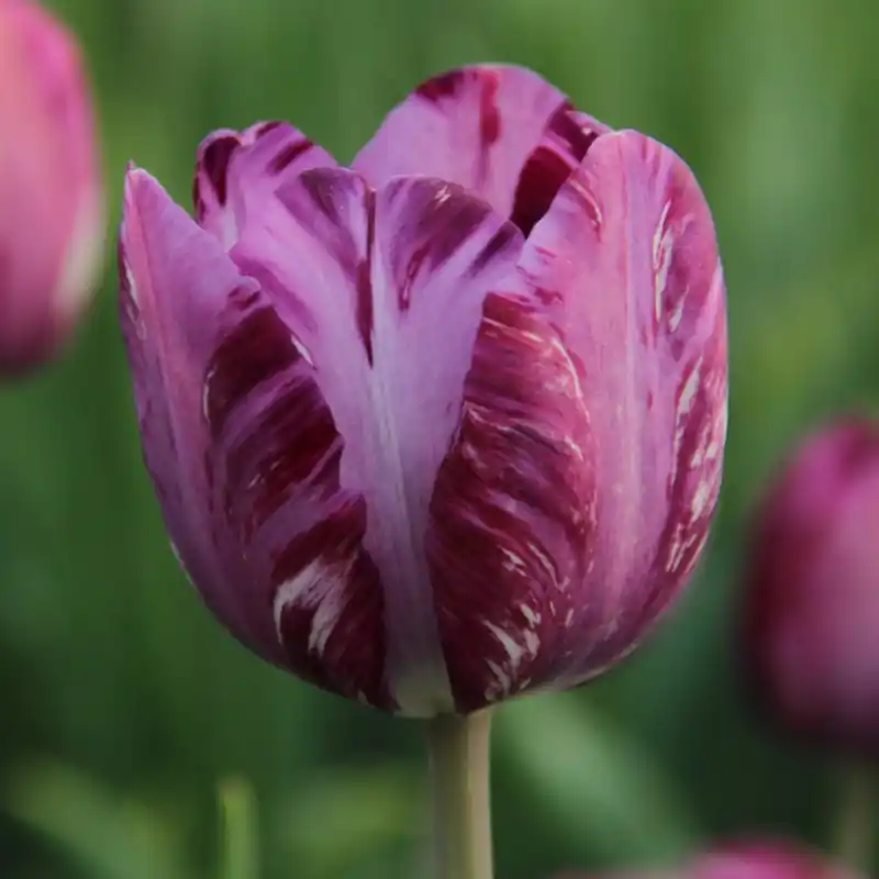 Tulipa ‘Columbine‘ - Trending