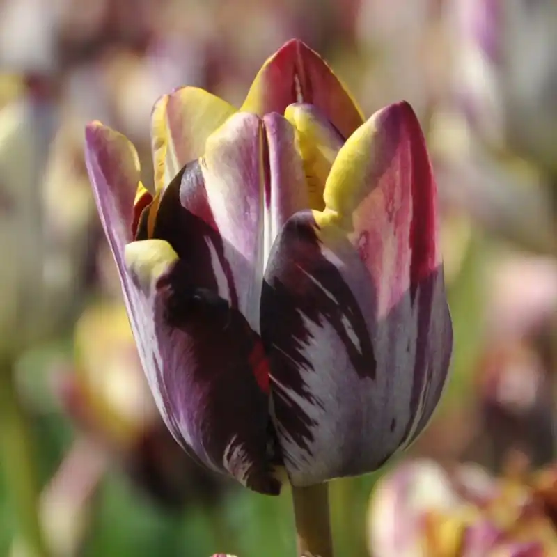 Tulipa ‘Insulinde‘ - Topprijs