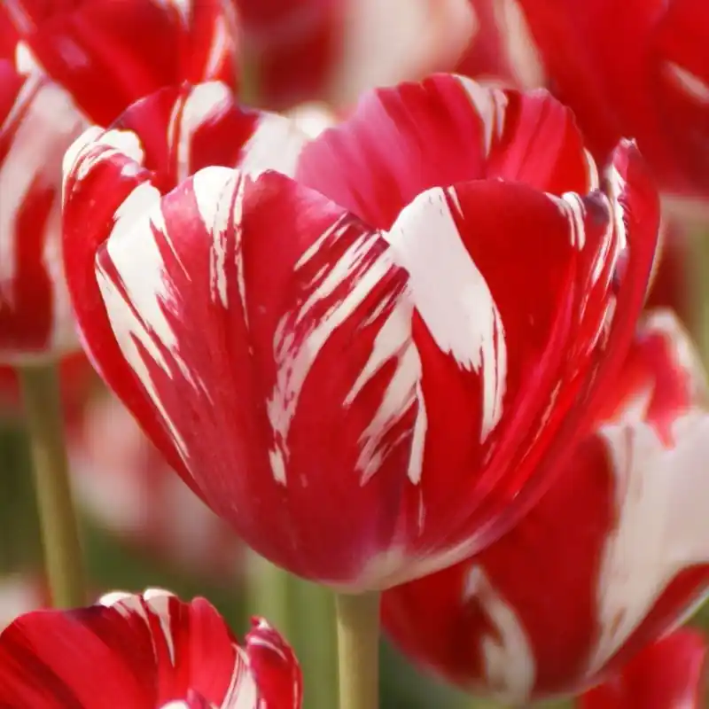 Speciale aanbieding - Tulipa ‘Mabel‘