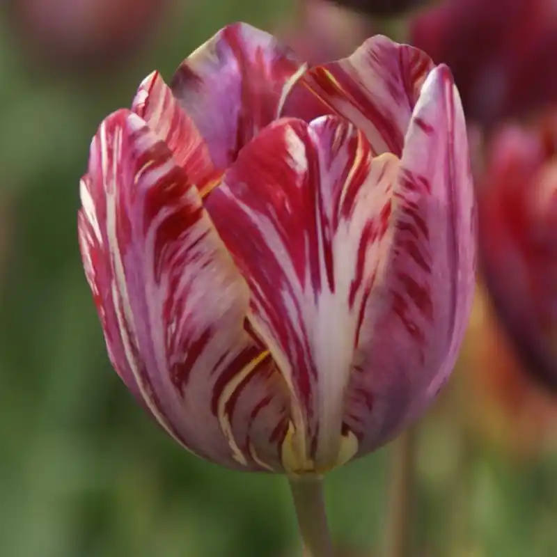 Profiteer nu - Tulipa ‘The Lizard‘