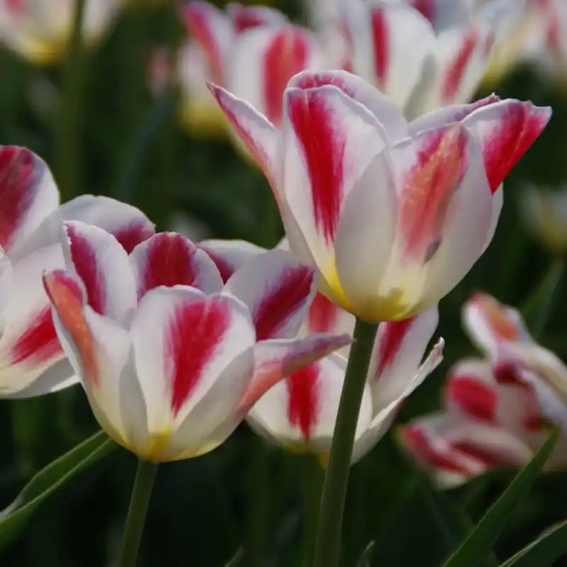 Veel voordeel | Tulipa ‘Wapen van Leiden‘