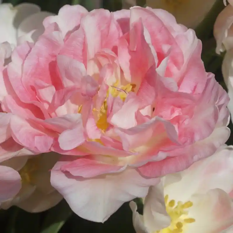 Favoriet van klanten - Tulipa ‘Angélique‘