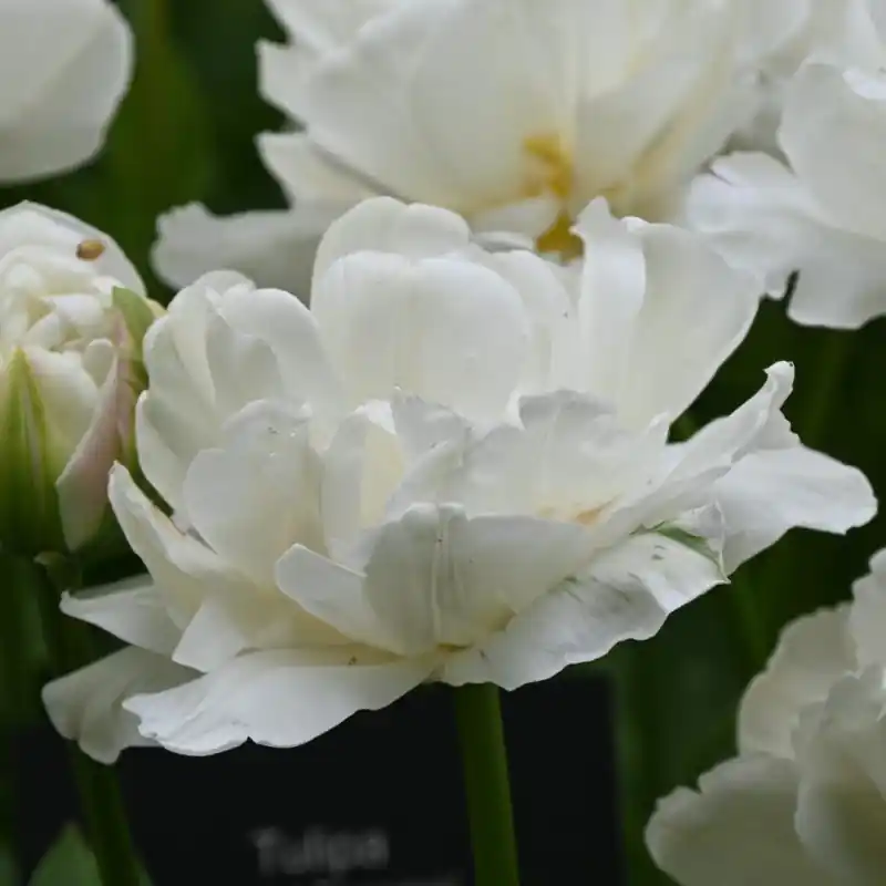 Tulipa ‘Mount Tacoma‘ - Zojuist toegevoegd