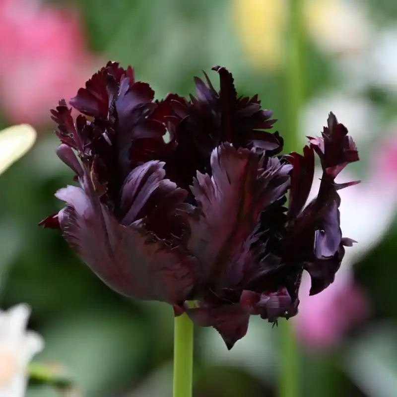 Tulipa ‘Black Parrot‘ - Beste prijs