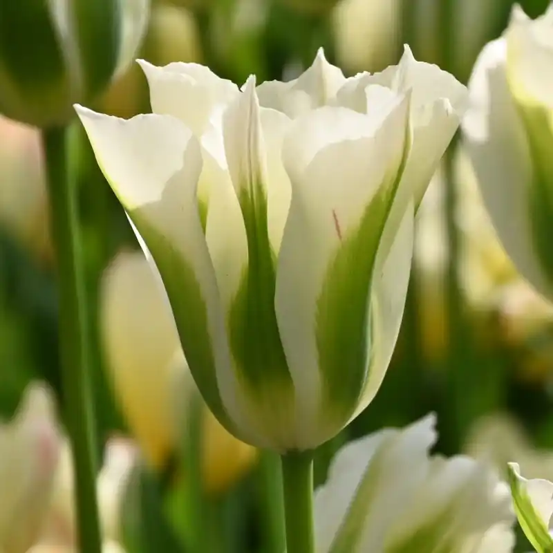 Tulipa ‘Spring Green‘ | Koopje