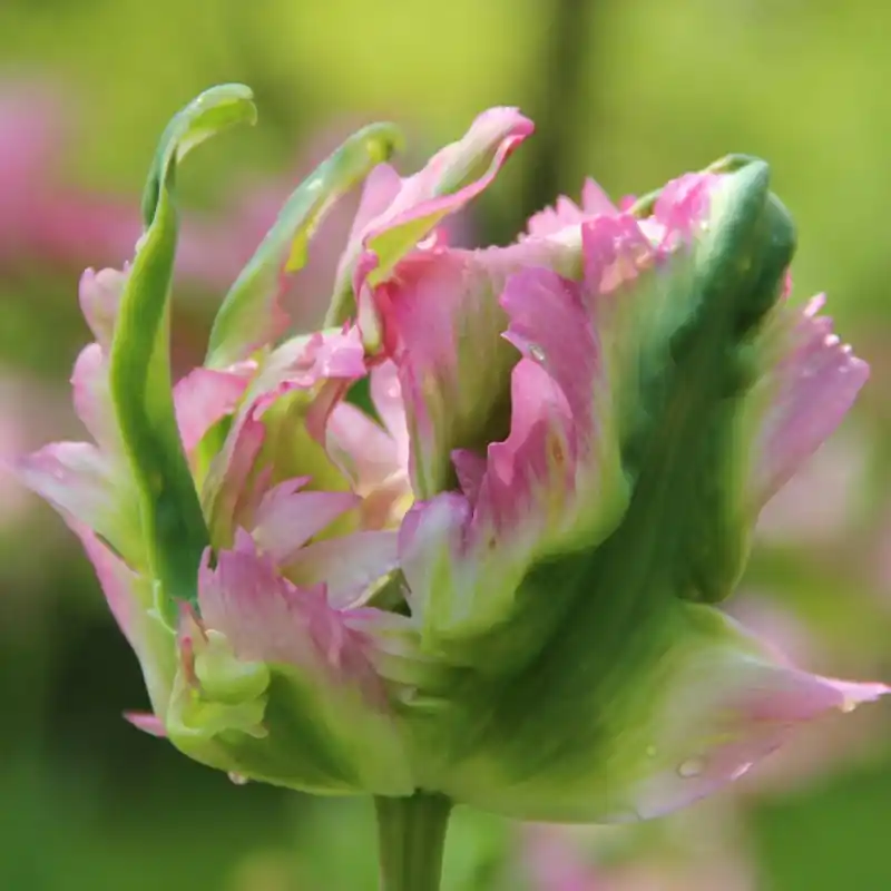 Tulipa ‘Green Wave‘ - Nieuw