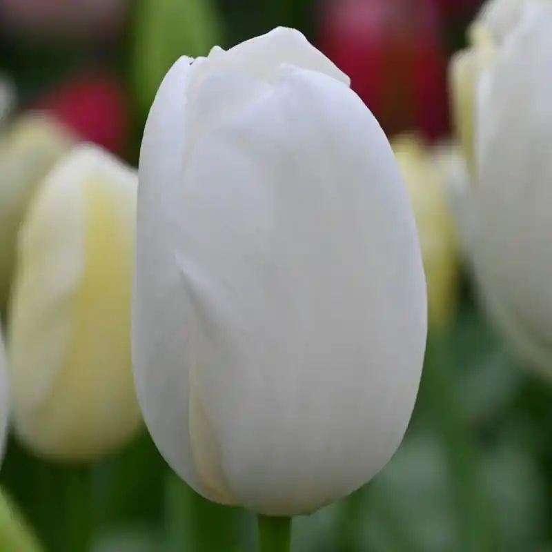 Tulipa ‘Maureen‘ - Vanaf nu beschikbaar
