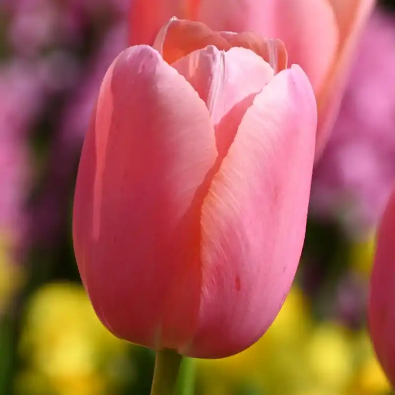Premium - Tulipa ‘Menton‘