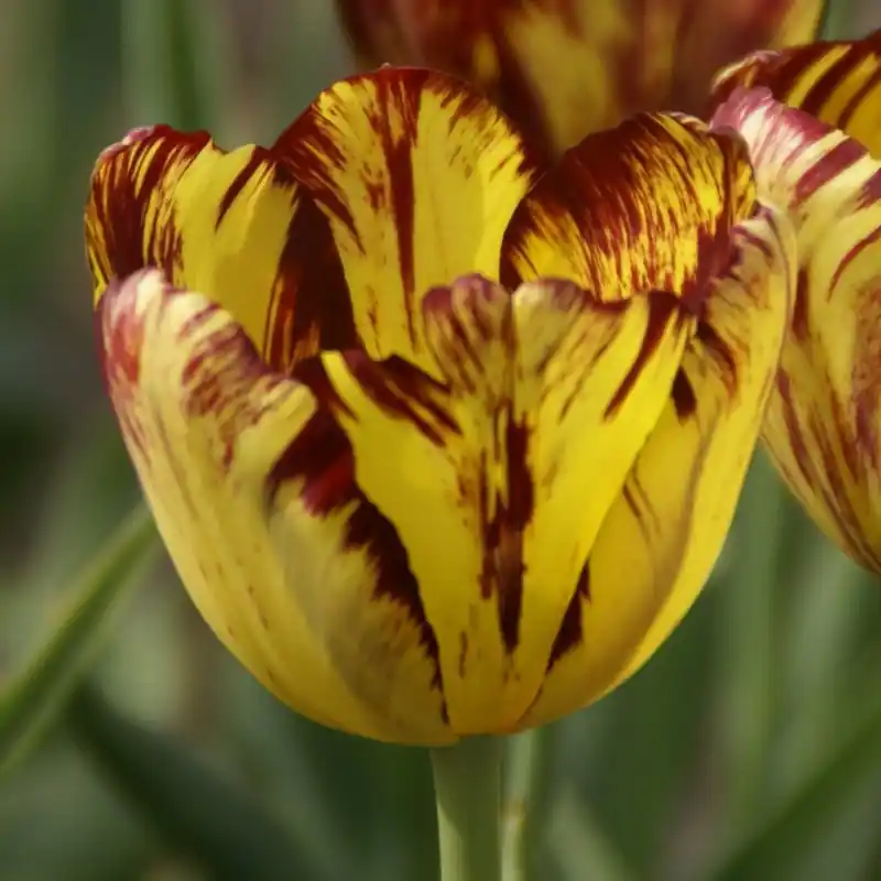 Tulipa ‘Royal Souvereign‘ - Aanbieding loopt bijna af