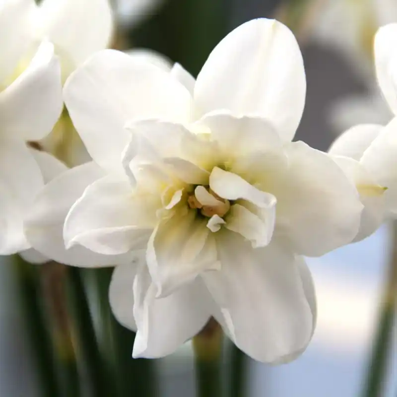 Trending - Narcissus ‘Albus Plenus Odoratus‘