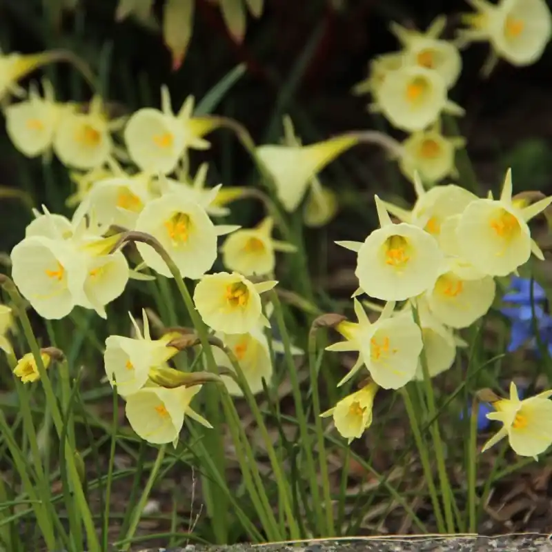 Narcissus ‘Julia Jane‘ | Nieuwe release