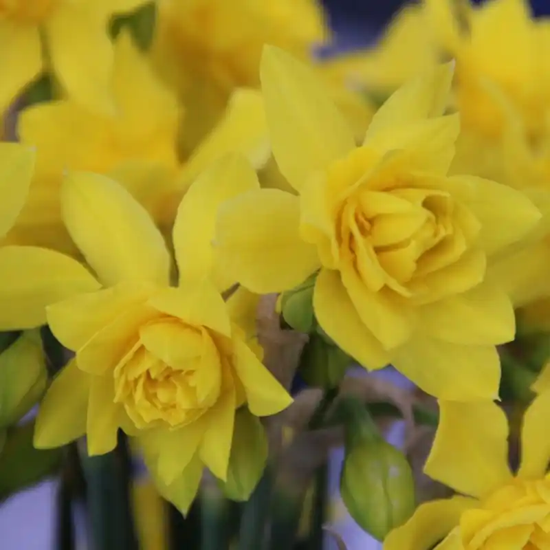 Bestseller | Narcissus x odorus ‘Plenus‘