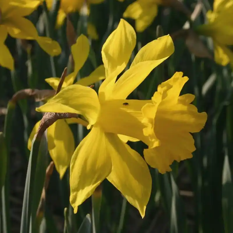 Narcissus hispanicus ‘Maximus‘ - Online bestelbaar