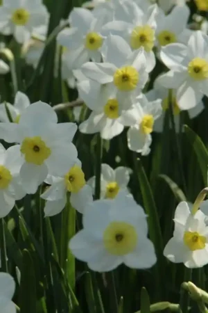 Aanbieding loopt bijna af | Narcissus ‘Segovia‘