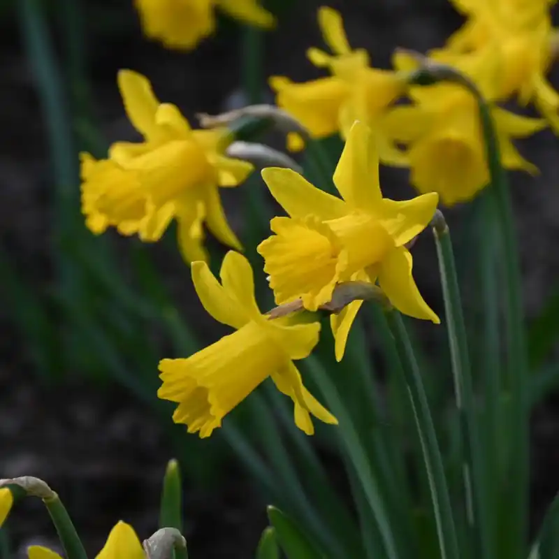 Beste prijs - Narcissus ‘Small Talk‘