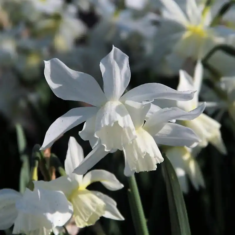 Mis het niet | Narcissus ‘Thalia‘