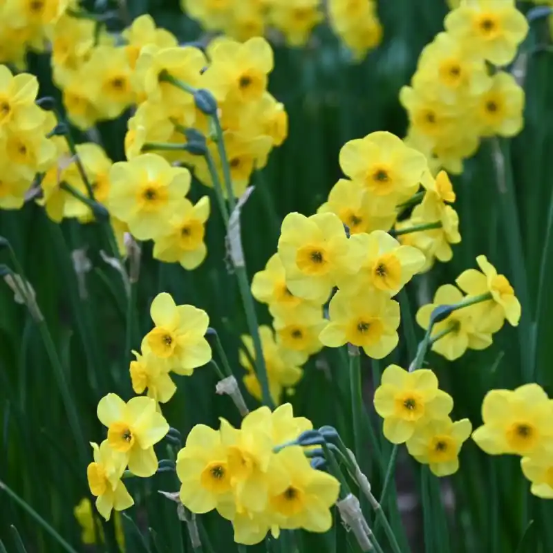 Narcissus ‘Kokopellii‘ | Nieuwe release