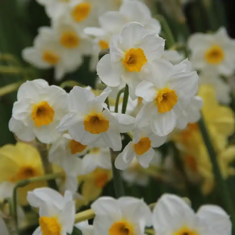 Narcissus ‘Laurens Koster‘ - Op = op