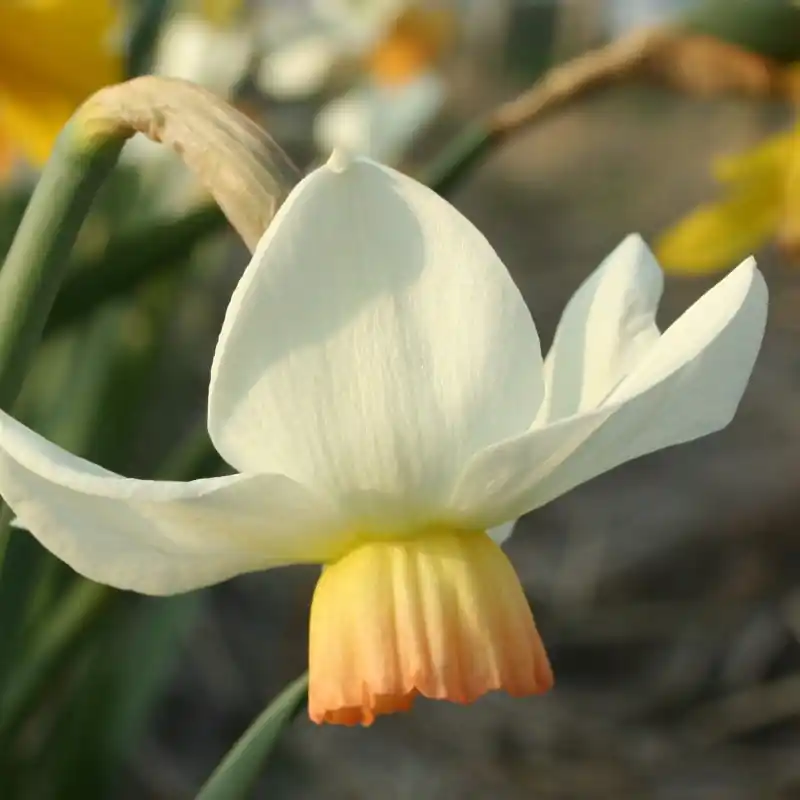 Snelle levering | Narcissus ‘Elizabeth Ann‘