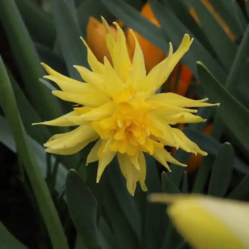 Narcissus ‘Rip van Winkle‘ - Aanrader