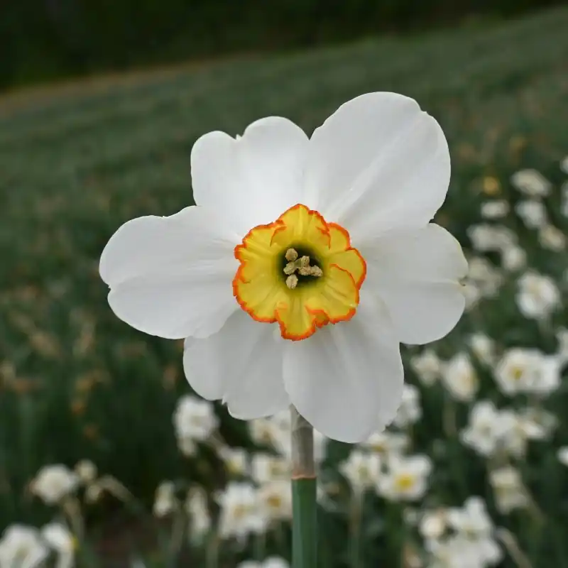 Koopje - Narcissus ‘Goose Green‘