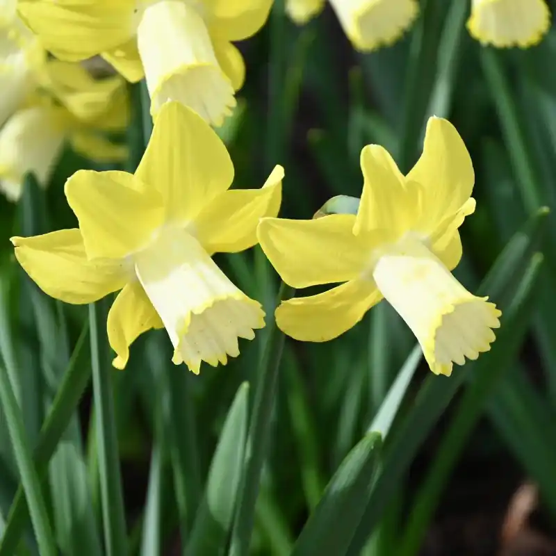 Veilig betalen - Narcissus ‘Inca‘
