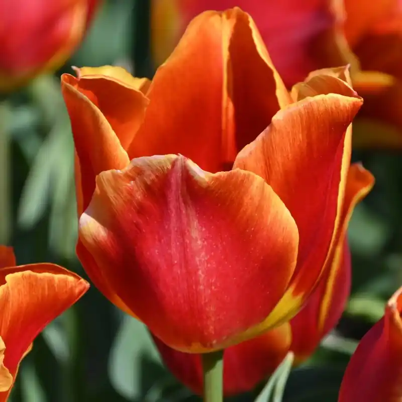 Nieuw product | Tulipa ‘Duchesse de Parma‘