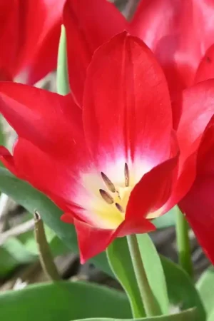 Zeer goed beoordeeld | Tulipa ‘Joost van den Vondel‘