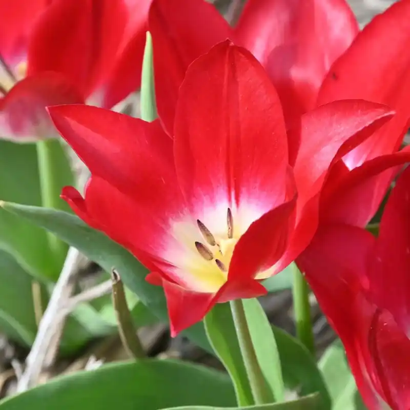Zeer goed beoordeeld | Tulipa ‘Joost van den Vondel‘