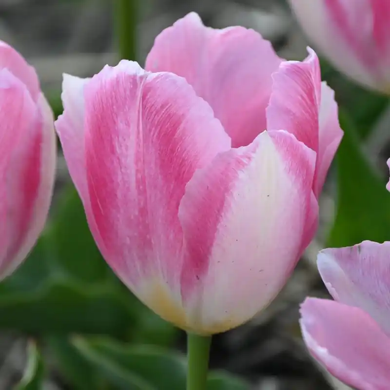 Tulipa ‘Rosamunde Huykman‘ - Veel gevraagd