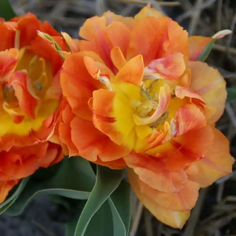 Tulipa ‘Anthony Eden‘ | Premium